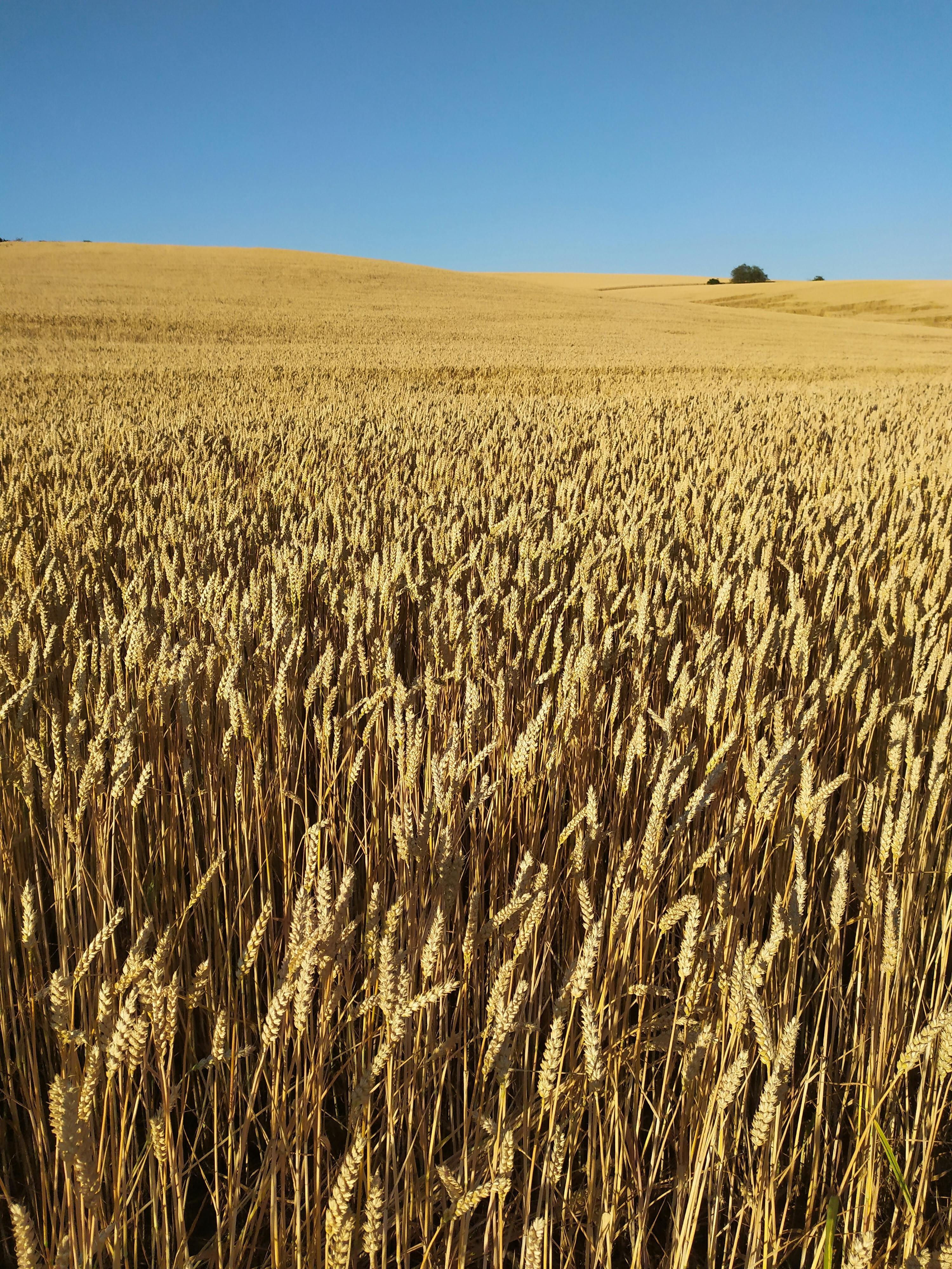Food Sustainability in the Czech Republic 